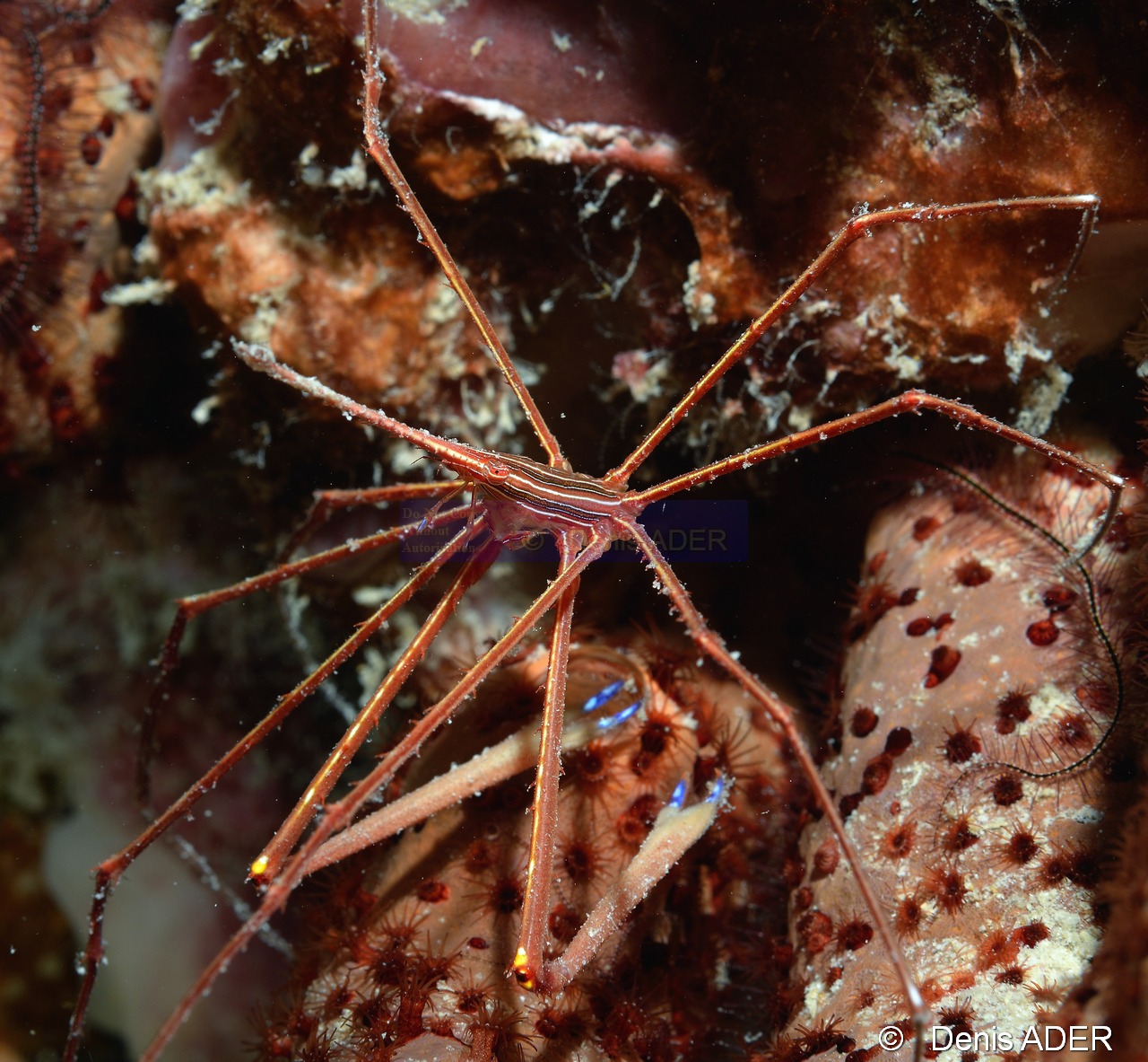 Stenorhynchus seticornis Araignee de mer rayee-Bonaire Buddy Reef-14m-20180218nuit-Denis-ADER-DSC_6415_tn.jpg